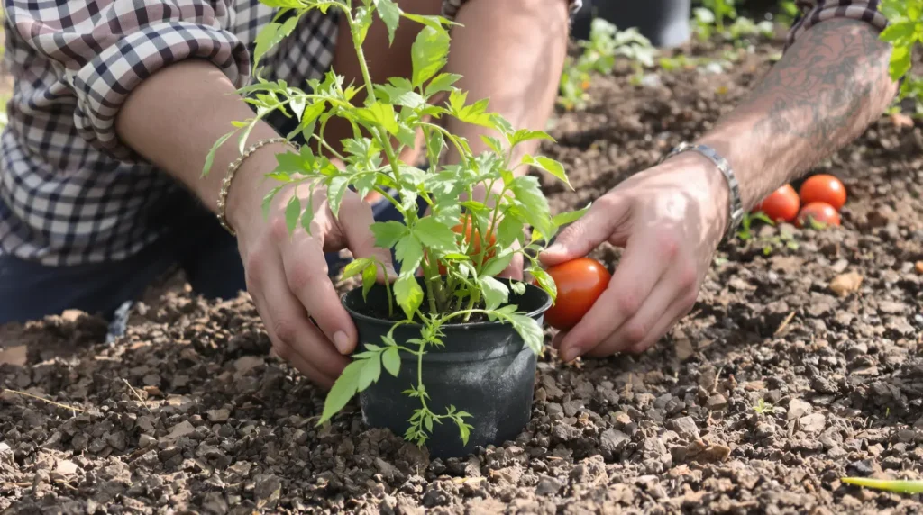 Les jardiniers expérimentés ne plantent jamais leurs tomates avant cette date précise